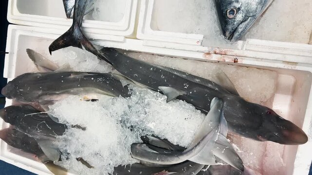 Fresh katran sharks, spiny dogfish, and bonito tuna are displayed on crushed ice in a white styrofoam box. A close-up view of raw marine fish arranged on ice at a supermarket seafood counter.