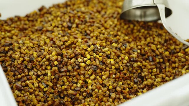 A large amount of golden-brown bee bread granules fills a white container with a metal scoop.