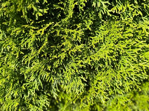 Dense, bright green arborvitae foliage forms a textured natural background in full sunlight. The close-up shot captures the detailed, scale-like leaves of a evergreen thuja bush in summer.