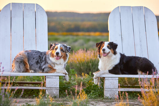   Two Australian Shepherd (Aussie) dogs lie on white wooden chairs in a sunset field. Cozy, beautiful summer pet portrait in golden hour light, ideal for greeting cards and premium pet food ads.