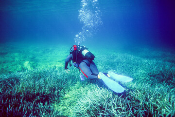 Fototapeta premium Capo Caccia, Alghero, Immersione su una prateria di posidonia a scuba diver exploring a seagrass meadow, likely for a marine conservation survey or survey.