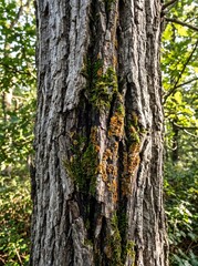 Obraz premium Rugged textures of ancient oak tree bark with orange lichen