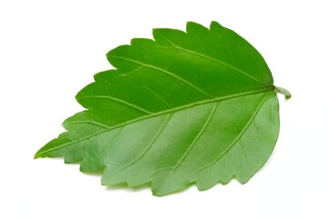 Hibiscus leaf isolated on white background © Bilal