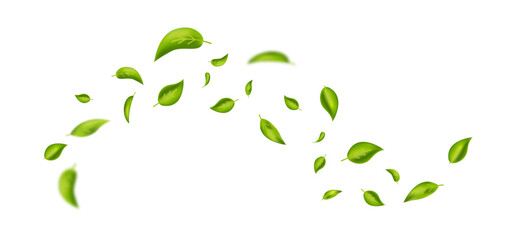 Fototapeta premium Wave foliage ornament. Green flying leaves frame. Leaf falling banner. Vegan, eco, organic product. Cosmetic pattern. Spring tree plant design. Fresh mint tea background. Air wind.Vector illustration