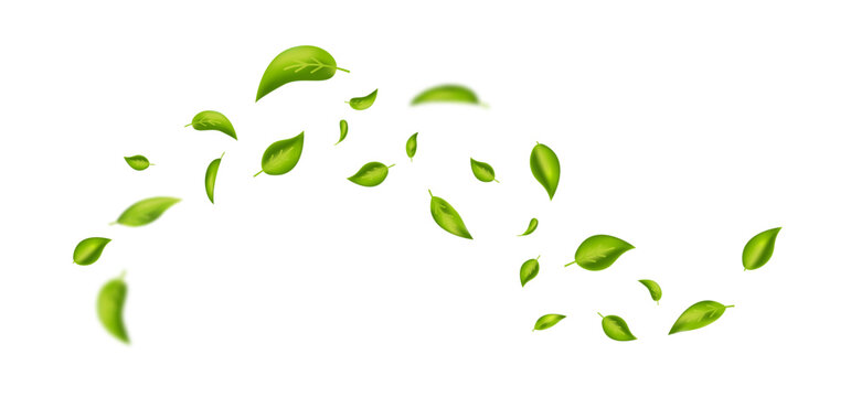 Wave foliage ornament. Green flying leaves frame. Leaf falling banner. Vegan, eco, organic product. Cosmetic pattern. Spring tree plant design. Fresh mint tea background. Air wind.Vector illustration