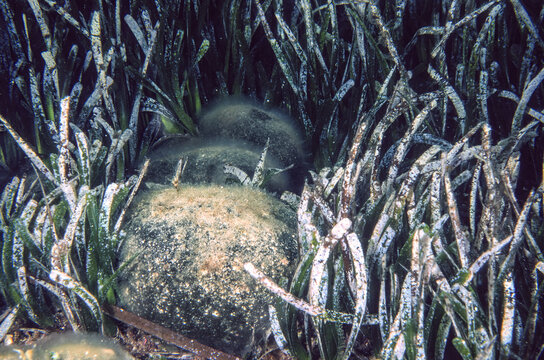 Green Sponge Ball Algae, Codium bursa, inside Posidonia oceanica greengrass Alghero, Sardinia, Italy.