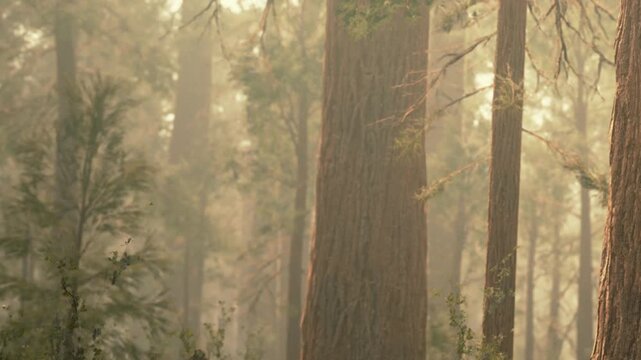 A group of tall trees stands in a dense forest. Sunlight filters through the branches. Green leaves rustle gently in the breeze during the early morning.