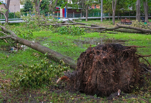 Trees fell with their roots torn out in a park or city garden. Strong winds and thunderstorms knocked the trees down onto wet ground with puddles of water