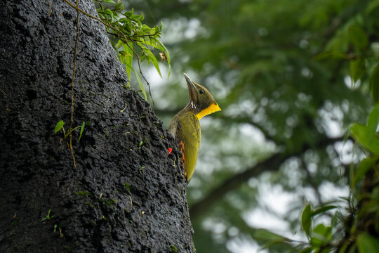 The Greater Yellownape is a large, olive-green woodpecker with prominent yellow-crested nape and throat. 