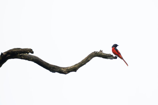 The scarlet minivet (Pericrocotus speciosus) is a small passerine bird in the cuckooshrike family Campephagidae.