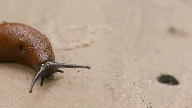 Macro shoot of slug crawling on sand 