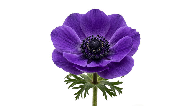 Striking single purple anemone flower with dark center and green stem