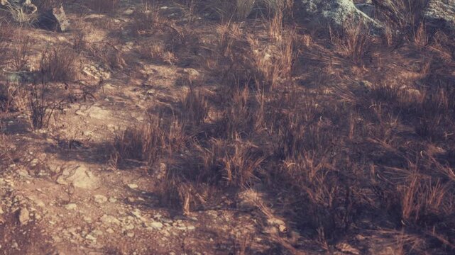 The scene shows dry ground with sparse patches of grass and stones. The area appears to be dry and rocky with some small plants struggling to grow under the sun.
