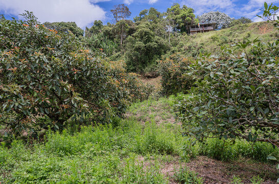 Plantaci&oacute;n de aguacates en paisaje rural con &aacute;rboles frutales y finca en ladera bajo cielo azul