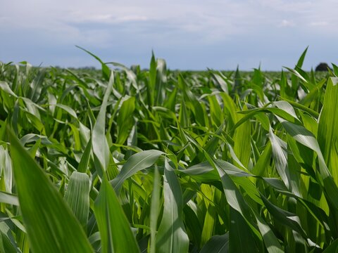 Close-up of green corn maize plants growing in a summer field under cloudy sky, agriculture crop cultivation, rural farmland landscape background.