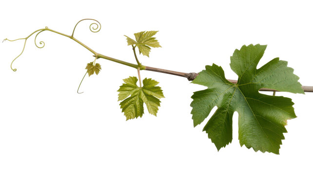 Fresh green grape vine with leaves and tendrils on transparent background.