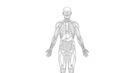 Fototapeta premium Anatomical illustration of the human body's skeletal and muscular systems