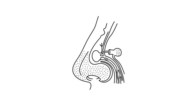 Anatomical illustration of the human olfactory system, nasal cavity and olfactory bulb