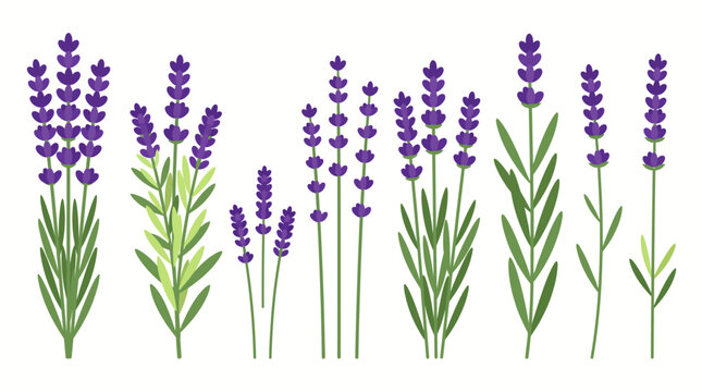Set of lavender flowers and green stems isolated on white background vector illustration for botanical design and aromatherapy decor