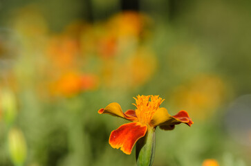 Fototapeta premium serene tagetes flower blooming in vibrant orange and yellow hues in an outdoor garden setting with a close-up perspective, capturing the delicate petals and stamen.