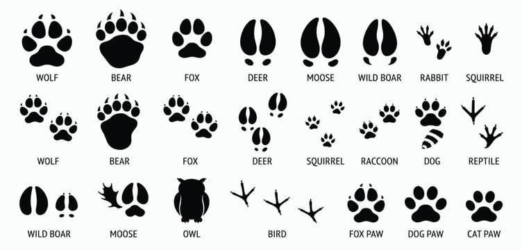Animals footprint tracks. Paw prints, feet and claws eagle, raccoon and fox, deer and frog, duck and elephant penguin and chicken horse, hedgehog bear sheep cat dog stamp. Black foot trace vector set.
