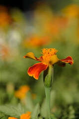 Fototapeta premium serene tagetes erecta flower blooming in vibrant orange and yellow tones in an outdoor garden setting close-up with detailed petals and stamen visible against a clean background.