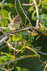 Ptak. potrzeszcz (Emberiza calandra) © Pit75Wawa
