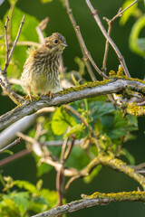 Ptak. potrzeszcz (Emberiza calandra) © Pit75Wawa