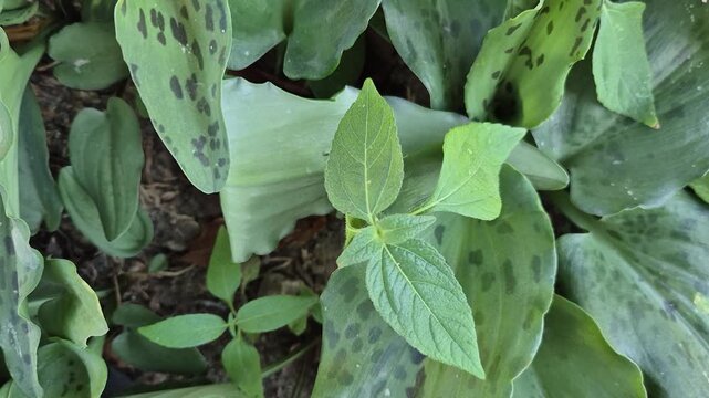 Close-up of Drimiopsis Maculata Spotted Leaves Green Leopard Lily in Garden