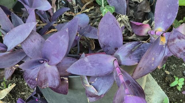 Close up of purple heart plant tradescantia pallida leaves in pot tilt up