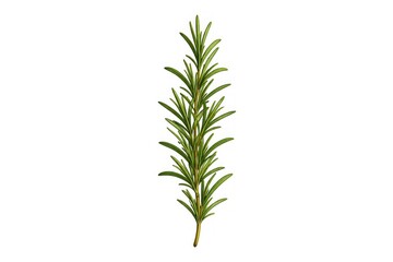 Naklejka premium Fresh green rosemary herb sprig isolated on white background
