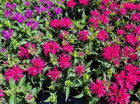 Monarda didyma (Indianernessel)