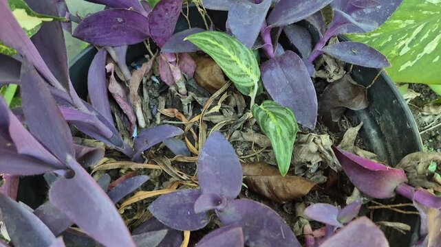 Close up of purple heart plant tradescantia pallida leaves in pot tilt up