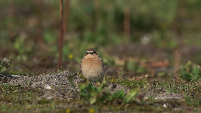 A northern wheatear or wheatear (Oenanthe oenanthe) resting on the ground during the autumn migration.
