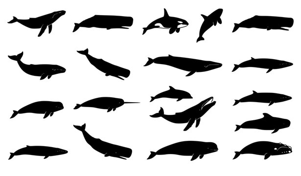 Realistic black whale silhouette bundle with diverse marine mammal shapes isolated on white background vector illustration