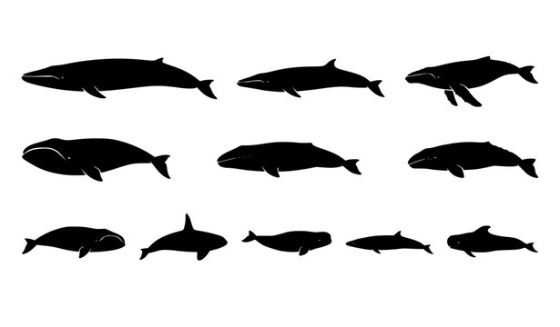 Black whale silhouette collection with realistic ocean mammal species isolated on white background vector illustration