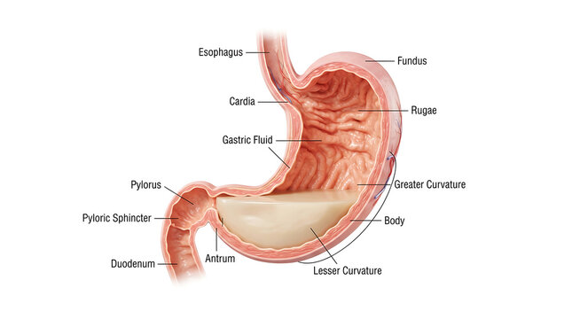 Labeled cross section of human stomach anatomy