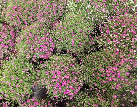 Sommer-Schleierkraut, Gypsophila