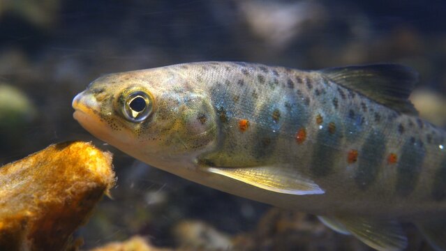 Close up macro shot of Juvenile Brown Trout swimming in current in the River Avon, Wiltshire, UK