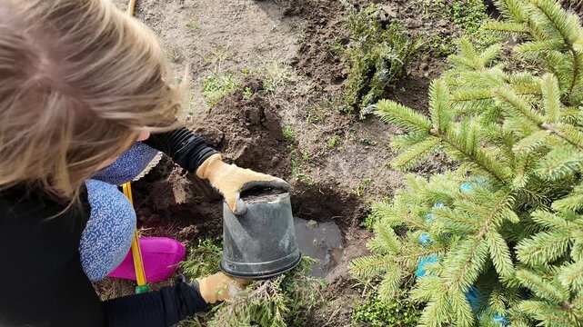Gardener wearing gloves plants a small evergreen tree in a soil bed, hands holding a nursery pot near a fresh hole, calm outdoor springtime work