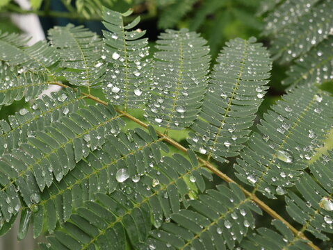 Rain Drops Resting on Green Mimosa Leaves