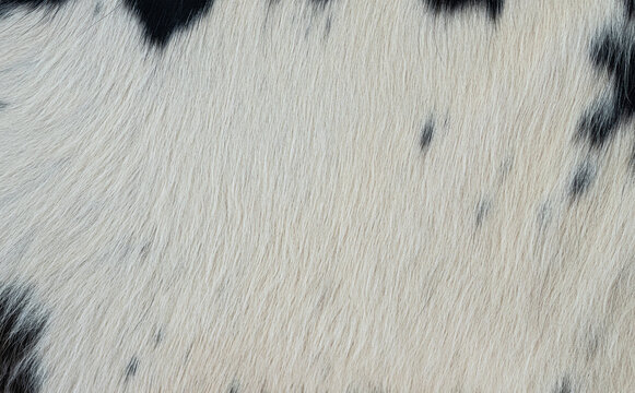 Textura de pelaje blanco con manchas negras de vaca en primer plano como fondo natural