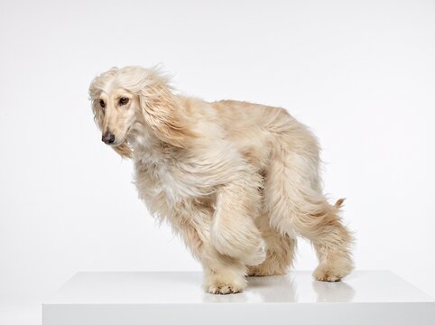 Elegant Afghan Hound Dog with Long Silky Hair Running on White Background