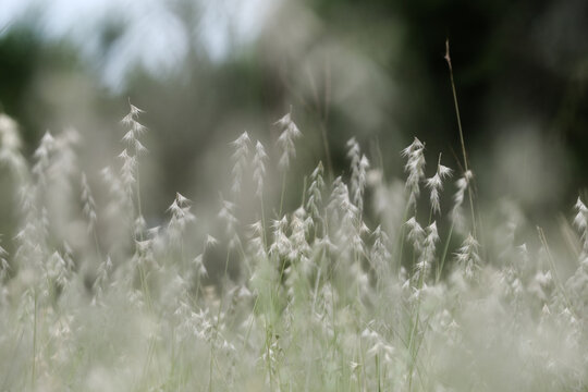 Macro close-up of delicate Texas grama grass seed heads in a soft-focus field