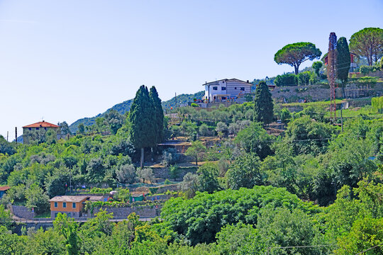 Italian Vineyard terracing near St Margherita.