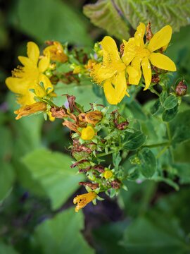 Yellow Saint Johns wort macro