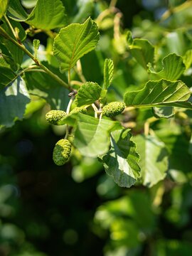 Green alder cones on branch