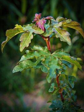 Young maple shoot with reddish leaves
