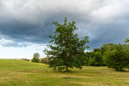 Mature pedunculate oak (Quercus robur) standing alone in an open grassy meadow beneath dark storm clouds. The peaceful natural landscape contrasts vibrant green vegetation with approaching summer weat