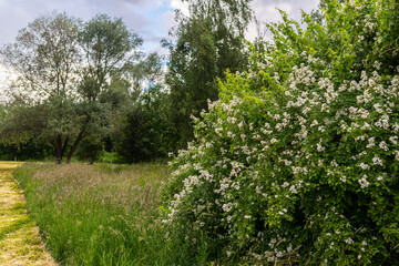 Fototapeta premium Dense flowering dog rose (Rosa canina) shrub covered with abundant white blossoms growing along the edge of a grassy meadow beneath mature deciduous trees. Natural countryside landscape during late sp